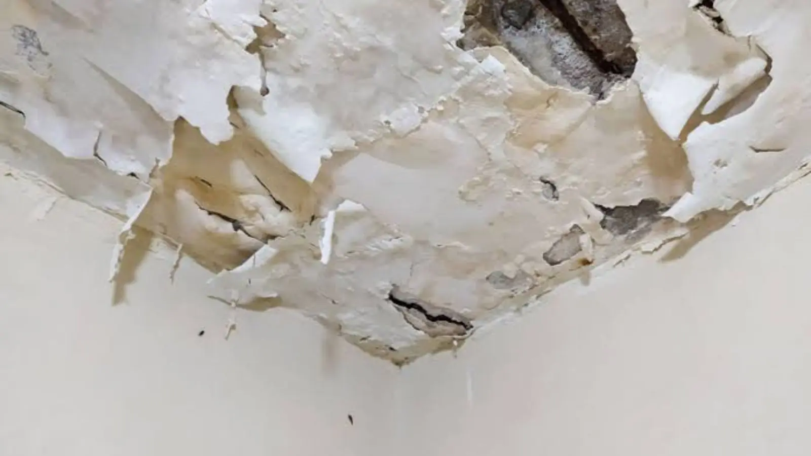 Peeling, water-damaged ceiling paint and plaster