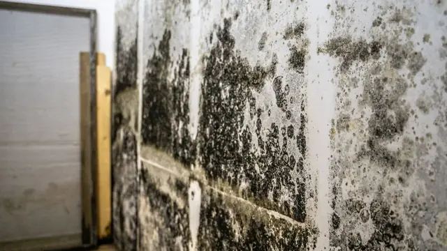 Dark mold growth across a basement wall beside wood framing